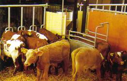 Alfa-Laval ALPRO calf feeding system